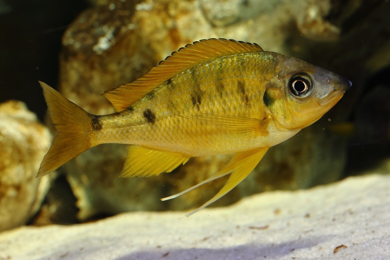 Ophthalmotilapia nasuta 'Kipili'
